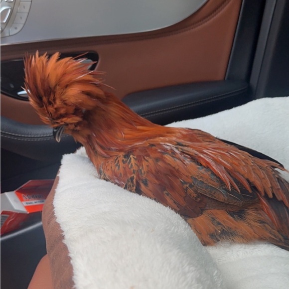 Meet your Posher, Brittney - Picture 14 of 16